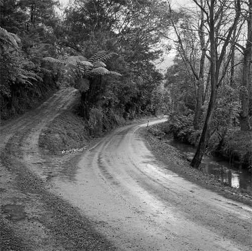 Forked Road, Whangateau � Richard Smallfield 2010